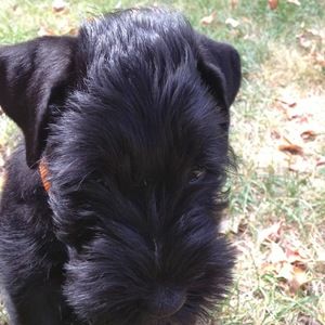 Meet your Posher, Joze